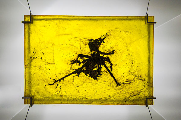 Germany, Hesse, Messel, Well preserved fossil of Messel Pit