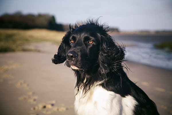 Portrait of Large Muensterlaender