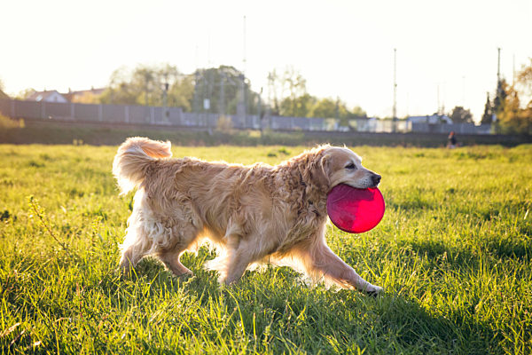 Germany, Bavaria, Munich, Golden Retriever playing with plastic disk in meadow at dusk