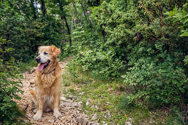 Dog sitting in Ucka Nature Park, Istria, Croatia