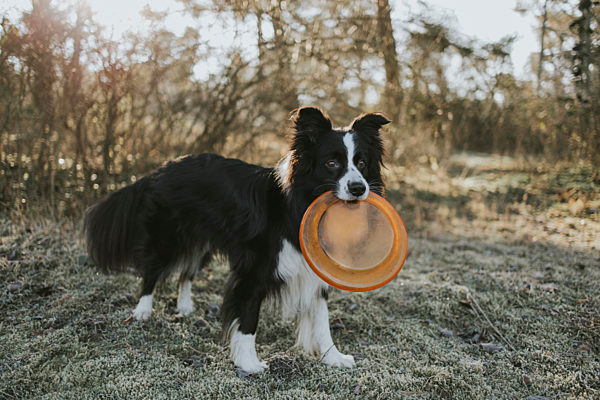 Border Collie with frisbee in the mouth