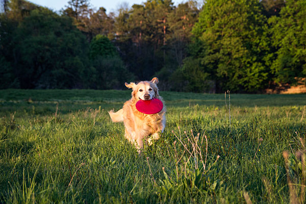 Germany, Bavaria, Munich, Golden Retriever playing with plastic disk in meadow at dusk