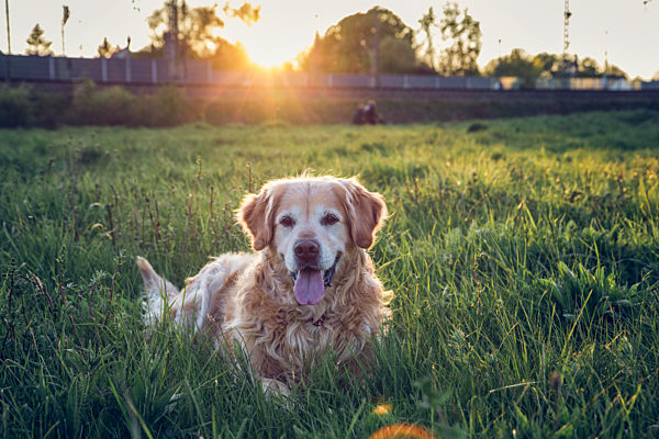 Germany, Bavaria, Munich, Portrait of Golden Retriever lying in meadow at sunset
