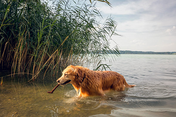 Golden Retriever walking at lakeside