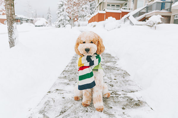Toy dog with striped scarf sitting on snow-covered pavement, Vancouver, Canada