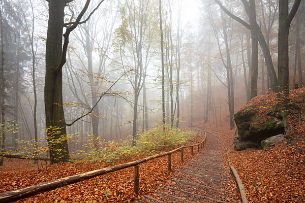 Germany, Saxony, Empty footpath in foggy autumn forest of Saxon Switzerland National Park