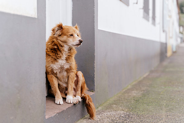 Old stray dog leaning on wall in the street