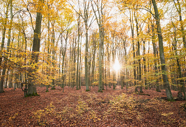 Germany, North Rhine-Westphalia, Sunlight illuminating Kermeter forest in autumn