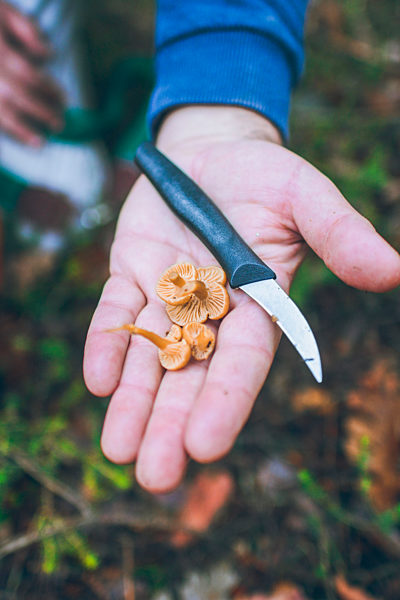 Spain, Hand of man holding kitchen knife and bunch of freshly picked yellowfoots (Craterellus tubaeformis)