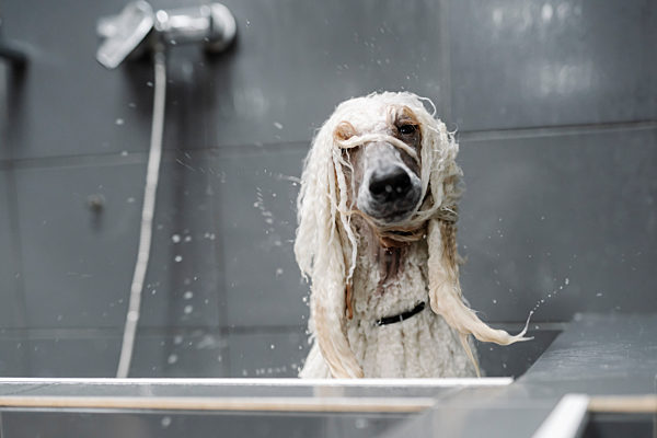 Portrait of wet Standard Poodle shaking head
