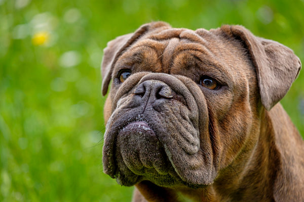Germany, Portrait of English Bulldog looking away