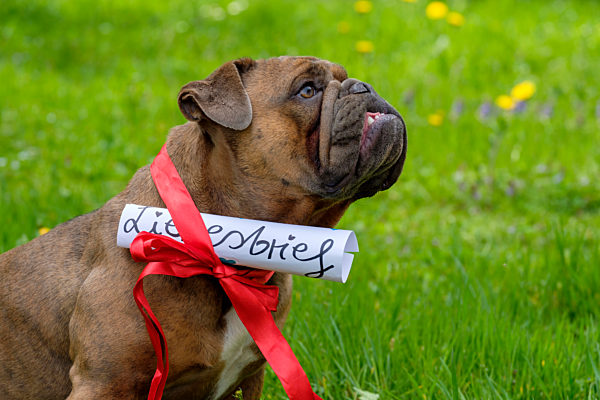 Germany, Portrait of English Bulldog wearing ribbon with attached love letter