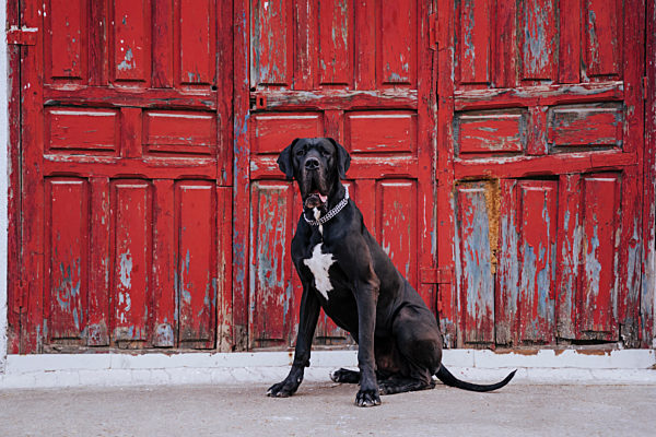 Portrait of dog sitting in front of an old red wooden door