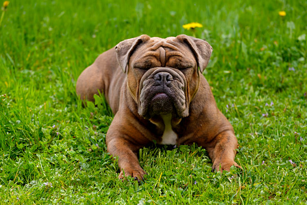 Germany, Portrait of English Bulldog resting on grass