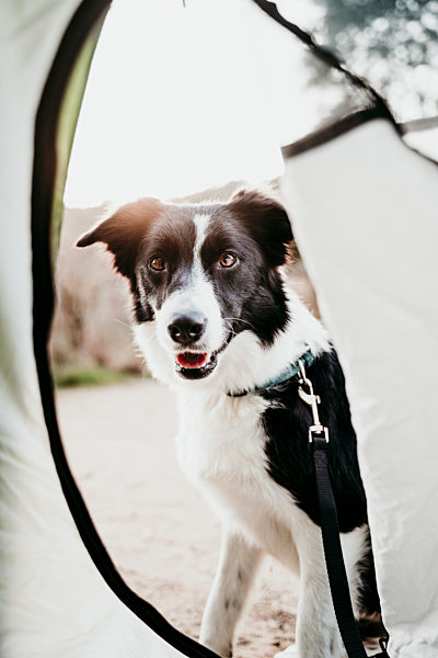 Portrait of a dog sitting in front of a tent