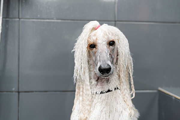 Portrait of wet Standard Poodle