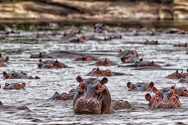 Democratic Republic of Congo, Hippopotamuses (Hippopotamus Amphibius) swimming in river