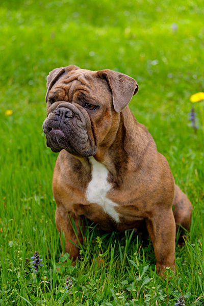 Germany, Portrait of English Bulldog sitting on grass