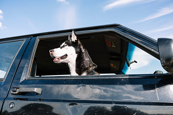 Husky looking out from vehicle window