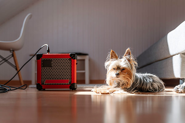 Yorkshire Terrier lying by amplifier on hardwood floor at home