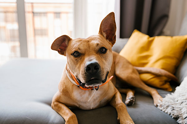 Dog relaxing on couch at home
