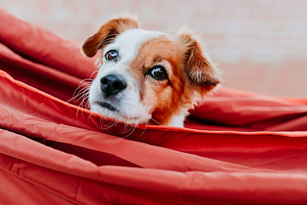 Cute puppy relaxing in orange hammock