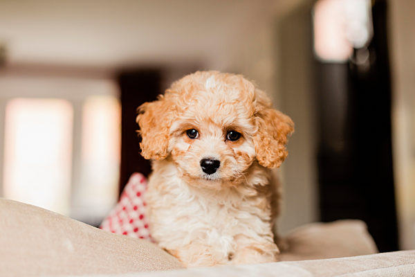 Close-up of adorable puppy sitting on sofa