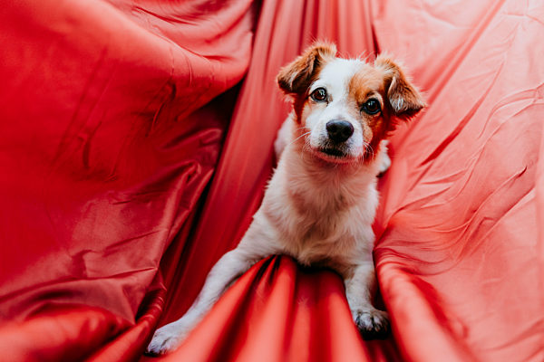 Cute dog relaxing down on orange hammock