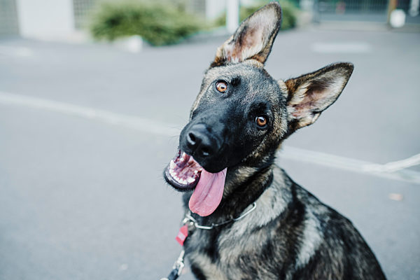 Close-up of dog sitting on road in city