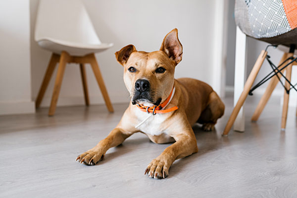 Dog lying on floor at home