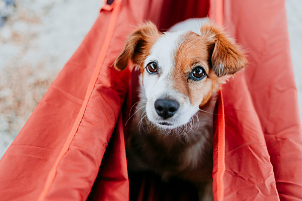 Dog wrapped in orange hammock