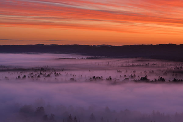 Germany, Bavaria, Pupplinger Au, Forest shrouded in thick fog at moody dawn