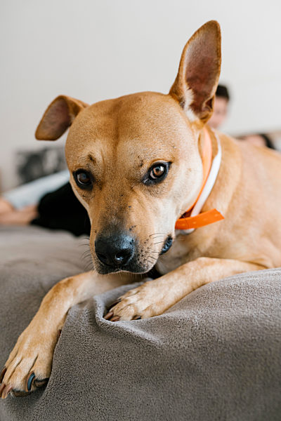 Dog lying on bed at home