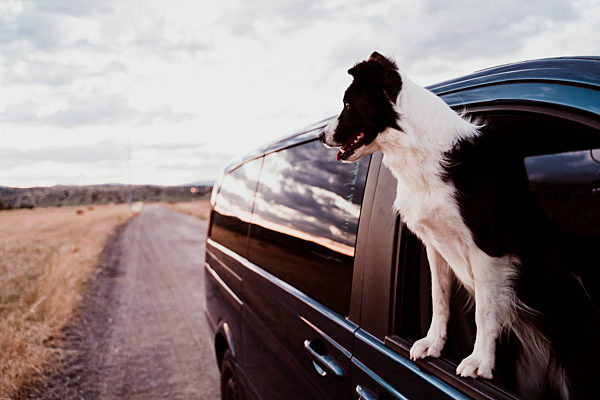 Dog looking through car window during sunset