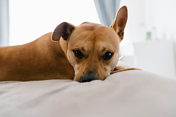 Dog resting on bed at home