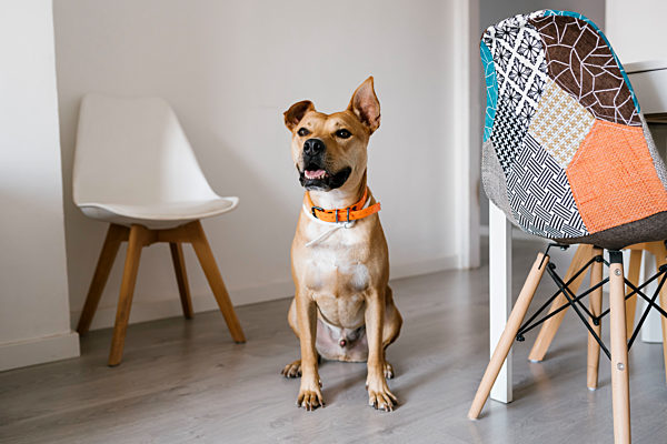 Dog sitting on floor at home
