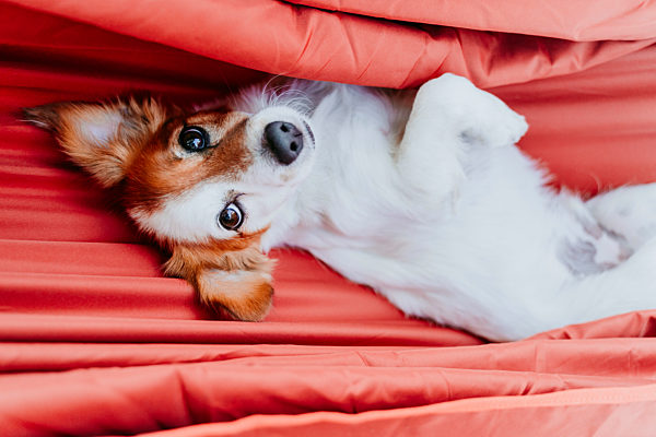 Directly above view of puppy lying in orange hammock