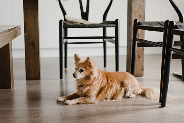 Dog relaxing on floor by chair at home