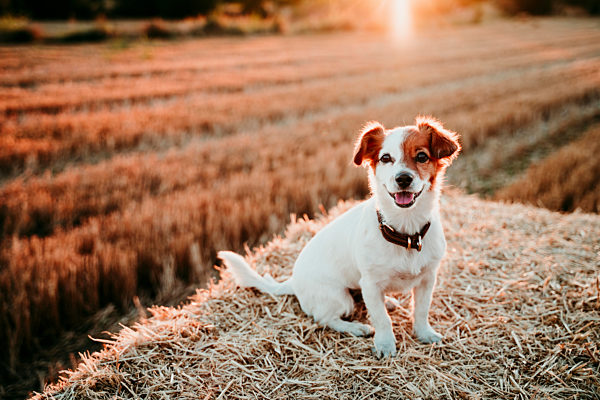 Dog sitting on straw bale during sunset