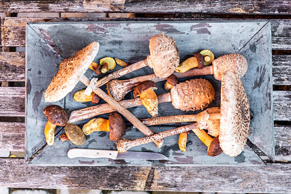 Freshly picked mushrooms inside old crate