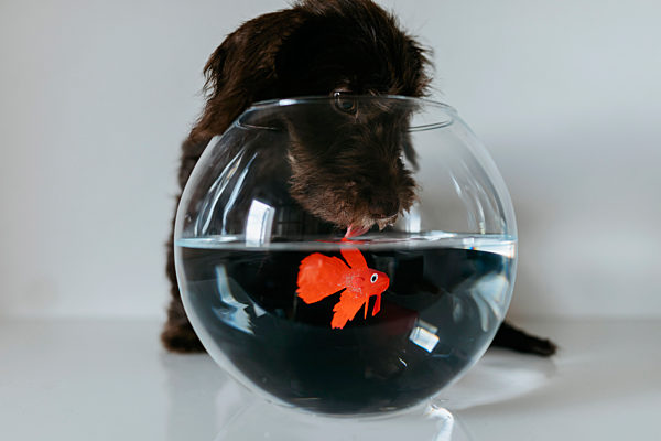 Dachshund puppy playing with goldfish at home