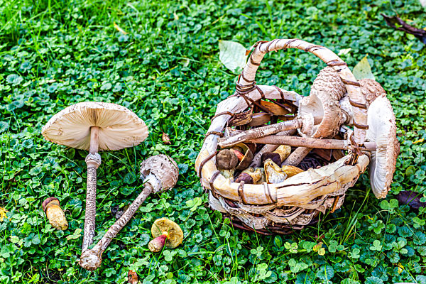 Basket full of various mushrooms lying on green clovers