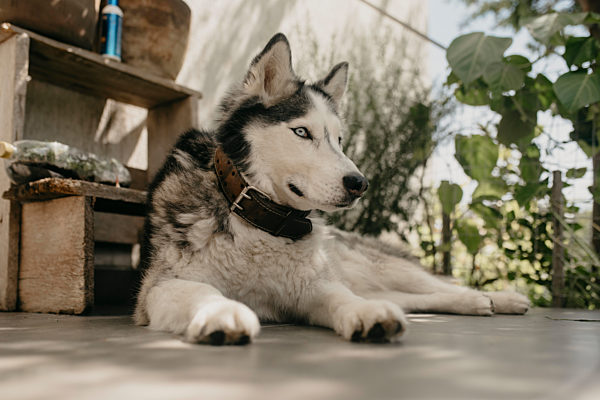 Siberian Husky looking away while lying at back yard