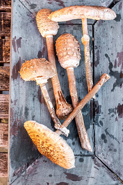 Freshly picked mushrooms inside old crate