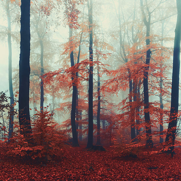 Beech trees in misty autumn forest at dawn