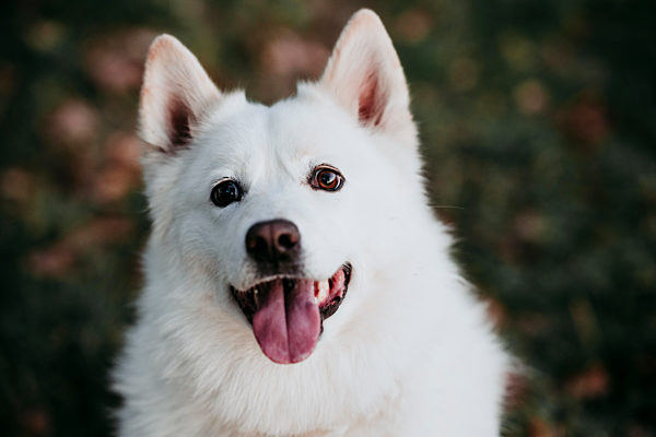 White dog sitting in forest