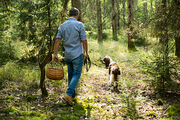 Mature man walking with dog looking for mushroom in forest