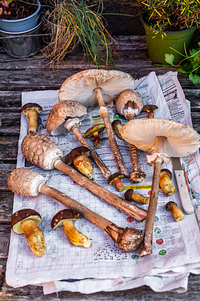 Freshly picked mushrooms lying on newspaper