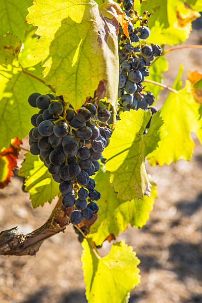 Grapes growing in vineyard
