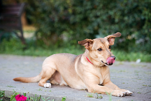 Dog sticking out tongue while lying down on footpath